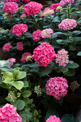 Pink hydrangeas blooming in a lush garden