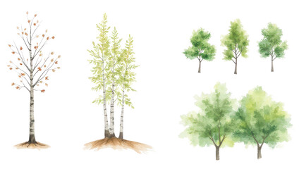 Fototapeta premium Watercolor Trees Collection: Autumn, Spring, and Summer Foliage
