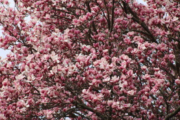 Magnolia Tree Blooming