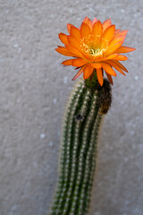 Orange cactus flower blooming in the desert