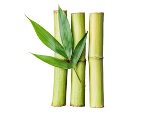 Fototapeta premium Modern decor with fresh green bamboo stalks and leaves on a transparent background, cut out