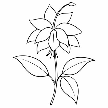 recommend clip art: Fuchsia Flower Plant Outline Coloring Book Page