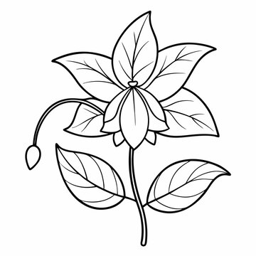 recommend clip art: Fuchsia Flower Plant Outline Coloring Book Page