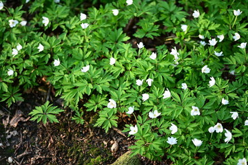 A close-up of a wood anemone (Anemone nemorosa) blooming on the forest floor, surrounded by fresh green leaves and natural woodland textures.