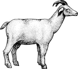 Hand Drawn Goat Illustration