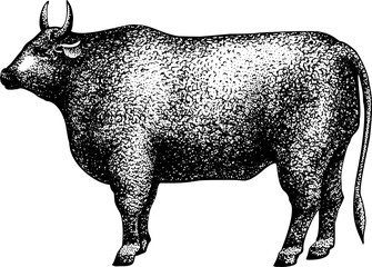 Hand Drawn Bull Illustration