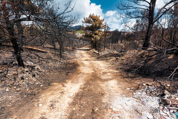 Burnt Forest Trail After Penteli Wildfire