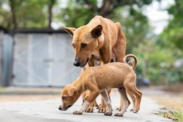 Indian street dogs © soumen