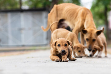 Indian street dogs © soumen