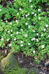 A close-up of delicate white wood anemones (Anemone nemorosa) blooming in a lush green forest. The flowers, with their pure white petals and bright yellow centers, stand out against the fresh spring 