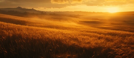 Obraz premium Golden Wheat Field at Sunset (1)