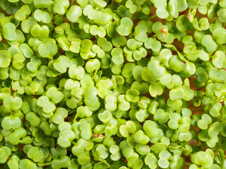 Microgreens: cultivation, benefits and macronutrients. Healthy food with high nutritional value and taste.