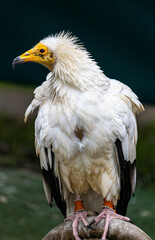 Egyptian vulture