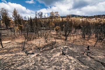 Charred Forest Landscape After Penteli Fire
