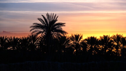 Sunrise silhouetting palm trees in a date palm plantation in Douz, Tunisia