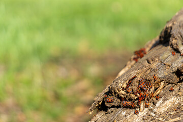 Wingless blacksmith, two-spotted blacksmith (Pyrrhocoris apterus). A group of small red bugs sitting on a rotten piece of wood.