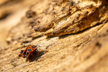 Wingless blacksmith, two-spotted blacksmith (Pyrrhocoris apterus). A group of small red bugs sitting on a rotten piece of wood.