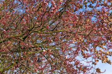 Saw cherry, Japanese cherry (Prunus serrulata Lindl.) – a species of tree in the Rosaceae family. Ornamental tree originating from China. Pink flowers on the tree. Blooming flowers early spring