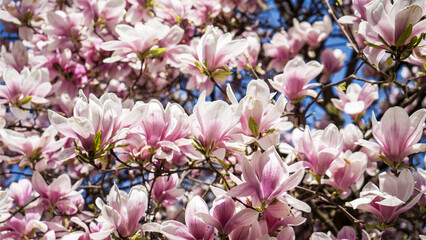Plant with pink flowers in spring