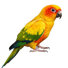 Obraz premium sun conure parrot isolated on transparent background