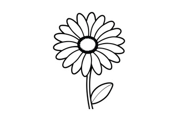 daisey flower on white background