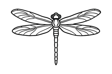 delicate dragonfly in still pose