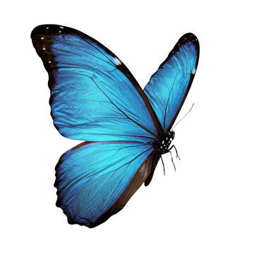 Butterfly flying isolated on transparent background, png