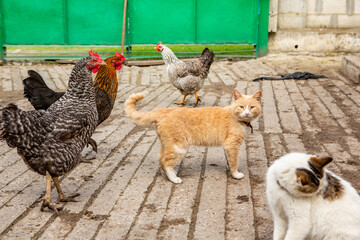 traditional courtyard and village house in Moldova. old house with rustic facade