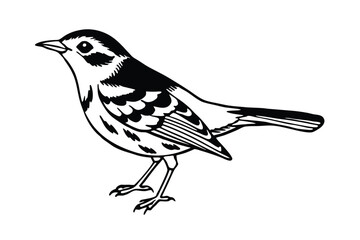 Obraz premium blackburnian warbler bird on a branch of a tree
