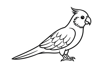 Fototapeta premium cockatiel parakeet