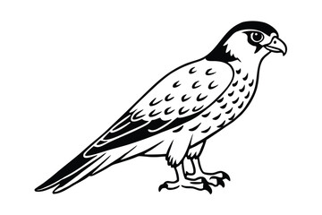 Fototapeta premium falcon on a white background