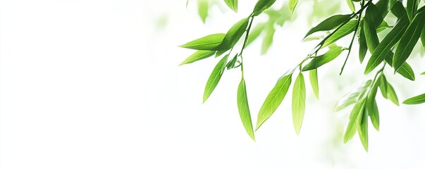Fototapeta premium Fresh, vibrant green leaves