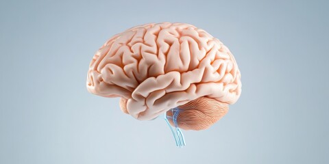 Neuromorphic Innovation Translucent AI Brain Visualization - Next-Gen Cognitive Computing and Immersive Digital Neurotechnology Breakthrough