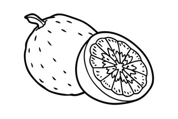 vector illustration of an ugli ruit