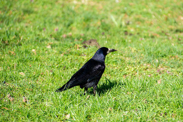 crow on the grass