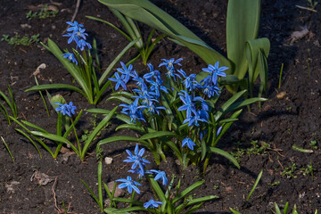 Scilla (lat. Scilla) blooms on the lawn in the garden. Scilla is a genus of low perennial bulbous...
