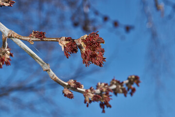 The ash-leaved maple blooms, or American maple (lat. Acer negundo), inflorescences dissolve. Spring.