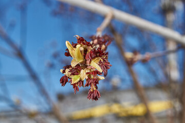 The ash-leaved maple blooms, or American maple (lat. Acer negundo), inflorescences dissolve. Spring.