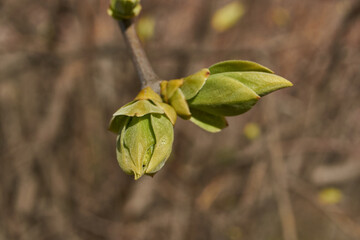 Lilac buds are blooming. Lilac buds (Latin Syringa vulgaris) in the rays of the spring sun. Spring.