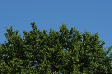 Oak tree top against a blue sky