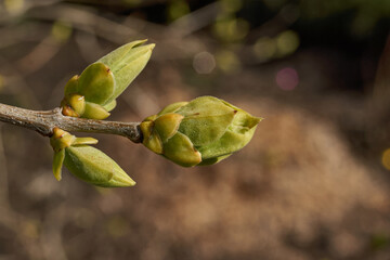 Lilac buds are blooming. Lilac buds (Latin Syringa vulgaris) in the rays of the spring sun. Spring.