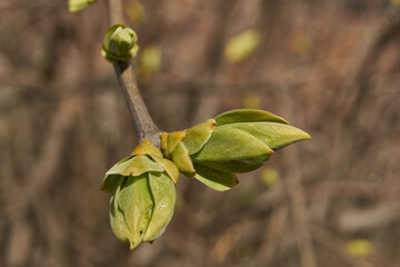 Lilac buds are blooming. Lilac buds (Latin Syringa vulgaris) in the rays of the spring sun. Spring.