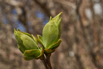 Lilac buds are blooming. Lilac buds (Latin Syringa vulgaris) in the rays of the spring sun. Spring.