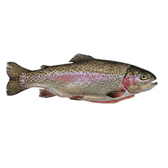 Naklejka premium fresh rainbow trout isolated on transparent background, png