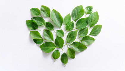 Fototapeta premium Heart made of fresh green leaves, symbol of eco love and wellness, isolated on white backdrop.