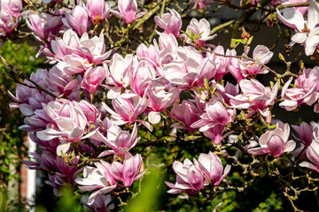 Spring flowers spreading happiness and joy.