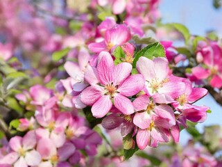 Obraz premium Pink apple blossoms blooming in spring orchard under blue sky