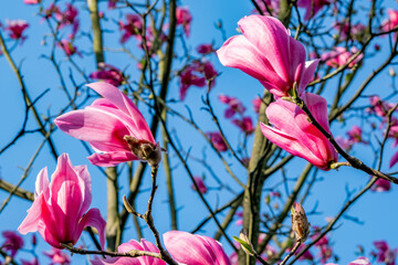 Spring flowers spreading happiness and joy.