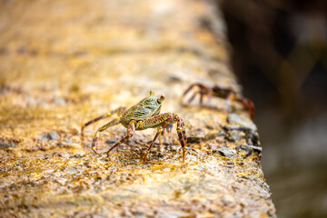 Crab on the beach runs along the pier. Exotic animals in resort places. The concept of a beach holiday in the tropics.