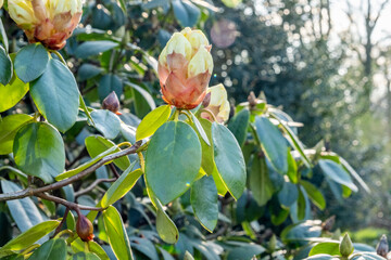 Spring flowers spreading happiness and joy.
